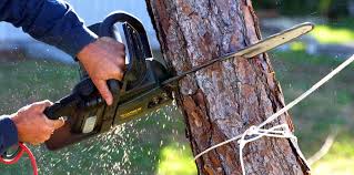 Best Pest Control for Lawns  in Homer Glen, IL