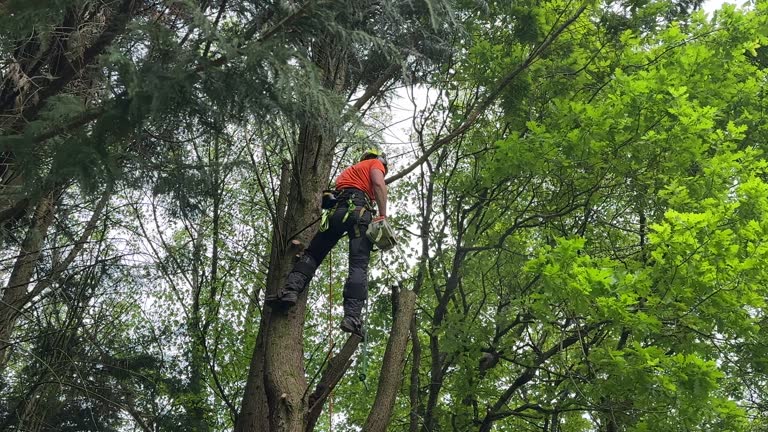 Best Tree Cabling and Bracing  in Homer Glen, IL